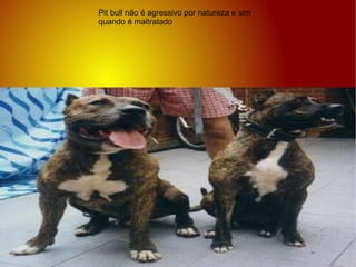 Pit bull não é agressivo por natureza e sim quando é maltratado 