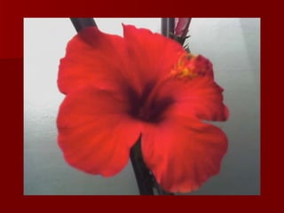 Romy presenta power point