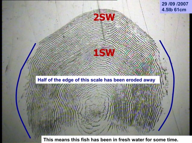 Part 2: Salmon scale reading; 'Problem scales', Erosion, Spawning Marks ...