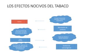LOS EFECTOS NOCIVOS DEL TABACO
Nicotina
Gases
irritantes
Gas que procede dela
Combustión incompleta
De la hembra de tabaco
En el humo del tabaco se han
Detectado diversas sustancias
Cancerígenas como
El benzo0pireno
Monóxido de
carbono
Principal componentes
Del tabaco, produce la
Dependencia.
Gases que afectan al
Aparato respiratorio
Sustancias
cancerígenas