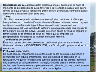 Condiciones de suelo: Son suelos arcillosos, más el batido que se hace el
momento de preparación de suelo favorece a la retención de agua, una buena
lámina de agua ayuda al llenado de grano, control de maleza, control de plagas,
disminuye la radiación solar, entre otro.
Clima:
El cultivo de arroz puede establecerse en cualquier condición climática, pero,
hay que tener en consideración que si se establece el cultivo en verano hay que
contar con un sistema de riego óptimo, de modo que cumpla con los
requerimientos hídricos, aportando la lámina de agua adecuada para regular la
temperatura interna del cultivo. En caso de ser en época lluviosa se prepara el
terreno antes de la entrada de agua de, modo que al empezar las
precipitaciones los tanques se inunden de buena manera.
Condiciones del cultivo
Este rubro se encuentra en excelentes condiciones gracias a la asistencia
técnica aportada por ASOPORTUGUESA, y al Sr. Mogollón ya que es el técnico
en campo.
Problemas observados
Se pudo apreciar manchones en ciertas áreas de las parcelas, esto tiende a
confundirse con alguna enfermedad, pero en realidad es problema en la
fertilización, ya que el fertilizante no cubre la totalidad de las plantas. También
hay presencia de vaneamiento en las espigas donde el grano no lleno como
debían, este fenómeno estaba presente en todo el cultivo, lo que posteriormente
sería perjudicial para el rendimiento del arroz en kg/ha.
 