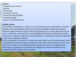 Labores
-Preparación del terreno.
-Siembra.
-Fertilización.
-Control de malezas.
-Control de enfermedades.
-Control de plagas.
-Cosecha y comercialización.
Análisis críticos
De acuerdo a lo obtenido en campo, y a lo que nosotros hemos aprendido en nuestro
trayecto como estudiante de agronomía. El manejo realizado a este cultivo donde
tuvimos la oportunidad de vivir la vivencia del productor en su rubro de producción de
arroz, es eficiente, su producción y sustentabilidad del cultivo es relativamente buena.
Ya que en su mayoría se obtienen buenos resultados. Sin embargo las labores realizadas
a este cultivo se podrían mejorar.
Como por ejemplo: la rotación en la lámina de agua, debe ser más constante para evitar
el calentamiento de la misma por la radiación solar, dicha lamina puede ser la que esté
afectando al cultivo con la enfermedad del vaneamiento, ya que mundialmente se
estima que es causada por el calentamiento global, por ende recomendamos una
rotación de lámina de agua más constante.
 