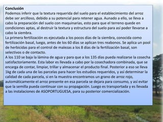 Conclusión
Podemos inferir que la textura requerida del suelo para el establecimiento del arroz
debe ser arcilloso, debido a su potencial para retener agua. Aunado a ello, se lleva a
cabo la preparación del suelo con maquinarias, esto para que el terreno quede en
condiciones aptas, al destruir la textura y estructura del suelo para así poder llevarse a
cabo la siembra.
La primera fertilización es ejecutada a los pocos días de la siembra, conocida como
fertilización basal, luego, antes de los 60 días se aplican tres reabonos. Se aplica un pool
de herbicidas para el control de malezas a los 8 días de la fertilización basal, son
selectivos o de contacto.
A los 110 se baja la lámina de agua y para que a los 135 días pueda realizarse la cosecha
satisfactoriamente. Esta labor es llevada a cabo por la cosechadora combinada, que se
encarga de contar, limpiar, trillar y almacenar el producto final. Posterior a eso se lleva
1kg de cada una de las parcelas para hacer los estudios requeridos, y así determinar la
calidad de cada parcela, si en la muestra encontramos un grano de arroz rojo,
automáticamente el arroz presente en esa parcela se dejara para consumo, y así evitar
que la semilla pueda continuar con su propagación. Luego es transportada y es llevada
a las instalaciones de ASOPORTUGUESA, para su posterior comercialización.
 