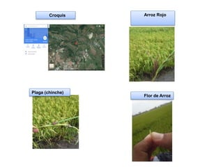 Plaga (chinche)
Flor de Arroz
Croquis Arroz Rojo
 