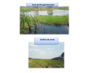 Cultivo de arroz
Área de Pre-germinación
 