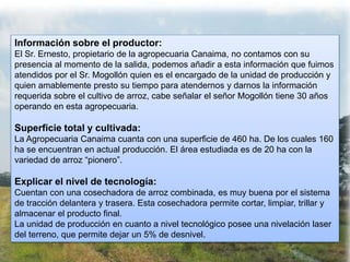 Información sobre el productor:
El Sr. Ernesto, propietario de la agropecuaria Canaima, no contamos con su
presencia al momento de la salida, podemos añadir a esta información que fuimos
atendidos por el Sr. Mogollón quien es el encargado de la unidad de producción y
quien amablemente presto su tiempo para atendernos y darnos la información
requerida sobre el cultivo de arroz, cabe señalar el señor Mogollón tiene 30 años
operando en esta agropecuaria.
Superficie total y cultivada:
La Agropecuaria Canaima cuanta con una superficie de 460 ha. De los cuales 160
ha se encuentran en actual producción. El área estudiada es de 20 ha con la
variedad de arroz “pionero”.
Explicar el nivel de tecnología:
Cuentan con una cosechadora de arroz combinada, es muy buena por el sistema
de tracción delantera y trasera. Esta cosechadora permite cortar, limpiar, trillar y
almacenar el producto final.
La unidad de producción en cuanto a nivel tecnológico posee una nivelación laser
del terreno, que permite dejar un 5% de desnivel.
 