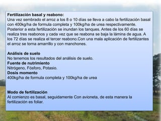 Fertilización basal y reabono:
Una vez sembrado el arroz a los 8 o 10 días se lleva a cabo la fertilización basal
con 400kg/ha de formula completa y 100kg/ha de urea respectivamente.
Posterior a esta fertilización se inundan los tanques. Antes de los 60 días se
realiza tres reabonos y cada vez que se reabona se baja la lámina de agua. A
los 72 días se realiza el tercer reabono.Con una mala aplicación de fertilizantes
el arroz se torna amarrillo y con manchones.
Análisis de suelo
No tenemos los resultados del análisis de suelo.
Fuente de nutrimiento
Nitrógeno, Fósforo, Potasio.
Dosis momento
400kg/ha de formula completa y 100kg/ha de urea
Modo de fertilización
Al comienzo es basal, seguidamente Con avioneta, de esta manera la
fertilización es foliar.
 