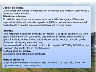 Control de maleza
Las malezas son plantas no deseadas en los cultivos que limitan el crecimiento y
desarrollo de los mismos.
Métodos empleados
El herbicida se aplica manualmente, varia la cantidad de agua a 100litros con
asperjadora sistematizada y de espalda de 200liros; lo ideal sería implementarlo
con helicóptero pero los precios por hectárea son muy elevados.
Insumos
Para herbicidas se pueden conseguir el Propenil, y se aplica 6lts/ha, el 2,4-D se
aplica 1/2lts/ha y el Auri con 4lts/ha, para eliminar la maleza en los muros se
aplica Randock; los herbicidas usados deben ser de contacto de modo que no
afecten al cultivo ya que es selectivo.
En cuanto a fertilizantes el usado es formula completa 10/20/20 y 7/15/30 ya que
contienen abundante cloruro. También urea.
Fecha o edad del cultivo
Este cultivo tiene 110 días de sembrado.
Malezas presentes
Las principales malezas que atacan este cultivo son: La paja rolito, arroz rojo,
paja americana y chaemonrugosum.
 