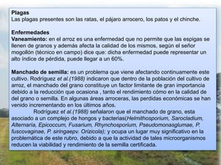 Plagas
Las plagas presentes son las ratas, el pájaro arrocero, los patos y el chinche.
Enfermedades
Vaneamiento: en el arroz es una enfermedad que no permite que las espigas se
llenen de granos y además afecta la calidad de los mismos, según el señor
mogollón (técnico en campo) dice que: dicha enfermedad puede representar un
alto índice de pérdida, puede llegar a un 60%.
Manchado de semilla: es un problema que viene afectando continuamente este
cultivo. Rodríguez et al.(1988) indicaron que dentro de la población del cultivo de
arroz, el manchado del grano constituye un factor limitante de gran importancia
debido a la reducción que ocasiona , tanto el rendimiento cómo en la calidad de
del grano o semilla. En algunas áreas arroceras, las perdidas económicas se han
venido incrementando en los últimos años.
Rodríguez et al.(1988) señalaron que el manchado de grano, esta
asociado a un complejo de hongos y bacterias(Helmithosporium, Sarocladium,
Alternaría, Epicoccum, Fusarium, Rhynchosporium, Pseudomonasglumae, P.
fuscovaginae, P. siringaepv. Orizicola); y ocupa un lugar muy significativo en la
problemática de este rubro, debido a que la actividad de tales microorganismos
reducen la viabilidad y rendimiento de la semilla certificada.
 