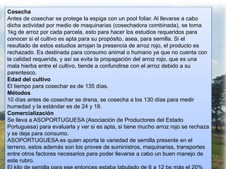 Cosecha
Antes de cosechar se protege la espiga con un pool foliar. Al llevarse a cabo
dicha actividad por medio de maquinarias (cosechadora combinada), se toma
1kg de arroz por cada parcela, esto para hacer los estudios requeridos para
conocer si el cultivo es apta para su propósito, asea, para semilla. Si el
resultado de estos estudios arrojan la presencia de arroz rojo, el producto es
rechazado. Es destinada para consumo animal o humano ya que no cuenta con
la calidad requerida, y así se evita la propagación del arroz rojo, que es una
mala hierba entre el cultivo, tiende a confundirse con el arroz debido a su
parentesco.
Edad del cultivo
El tiempo para cosechar es de 135 días.
Métodos
10 días antes de cosechar se drena, se cosecha a los 130 días para medir
humedad y la estándar es de 24 y 18.
Comercialización
Se lleva a ASOPORTUGUESA (Asociación de Productores del Estado
Portuguesa) para evaluarla y ver si es apta, si tiene mucho arroz rojo se rechaza
y se deja para consumo.
ASOPORTUGUESA es quien aporta la variedad de semilla presente en el
terreno, estos además son los provee de suministros, maquinarias, transportes
entre otros factores necesarios para poder llevarse a cabo un buen manejo de
este rubro.
 