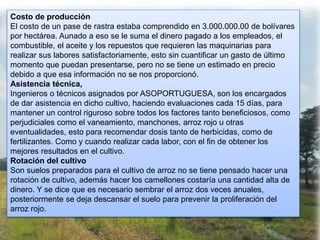 Costo de producción
El costo de un pase de rastra estaba comprendido en 3.000.000.00 de bolívares
por hectárea. Aunado a eso se le suma el dinero pagado a los empleados, el
combustible, el aceite y los repuestos que requieren las maquinarias para
realizar sus labores satisfactoriamente, esto sin cuantificar un gasto de último
momento que puedan presentarse, pero no se tiene un estimado en precio
debido a que esa información no se nos proporcionó.
Asistencia técnica,
Ingenieros o técnicos asignados por ASOPORTUGUESA, son los encargados
de dar asistencia en dicho cultivo, haciendo evaluaciones cada 15 días, para
mantener un control riguroso sobre todos los factores tanto beneficiosos, como
perjudiciales como el vaneamiento, manchones, arroz rojo u otras
eventualidades, esto para recomendar dosis tanto de herbicidas, como de
fertilizantes. Como y cuando realizar cada labor, con el fin de obtener los
mejores resultados en el cultivo.
Rotación del cultivo
Son suelos preparados para el cultivo de arroz no se tiene pensado hacer una
rotación de cultivo, además hacer los camellones costaría una cantidad alta de
dinero. Y se dice que es necesario sembrar el arroz dos veces anuales,
posteriormente se deja descansar el suelo para prevenir la proliferación del
arroz rojo.
 