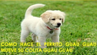 COMO HACE EL PERRITO GUAU GUAU 
MUEVE SU COLITA GUAU GUAU 
 