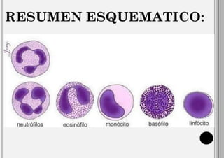 Comprehensive Overview of Hematopoietic Cells and Bone Marrow Functions ...