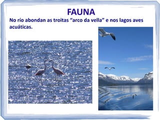 FAUNA

No río abondan as troitas “arco da vella” e nos lagos aves
acuáticas.

 