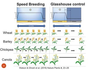SPEED BREEDING AND ITS IMPLICATIONS IN CROP IMPROVEMENT | PPTX