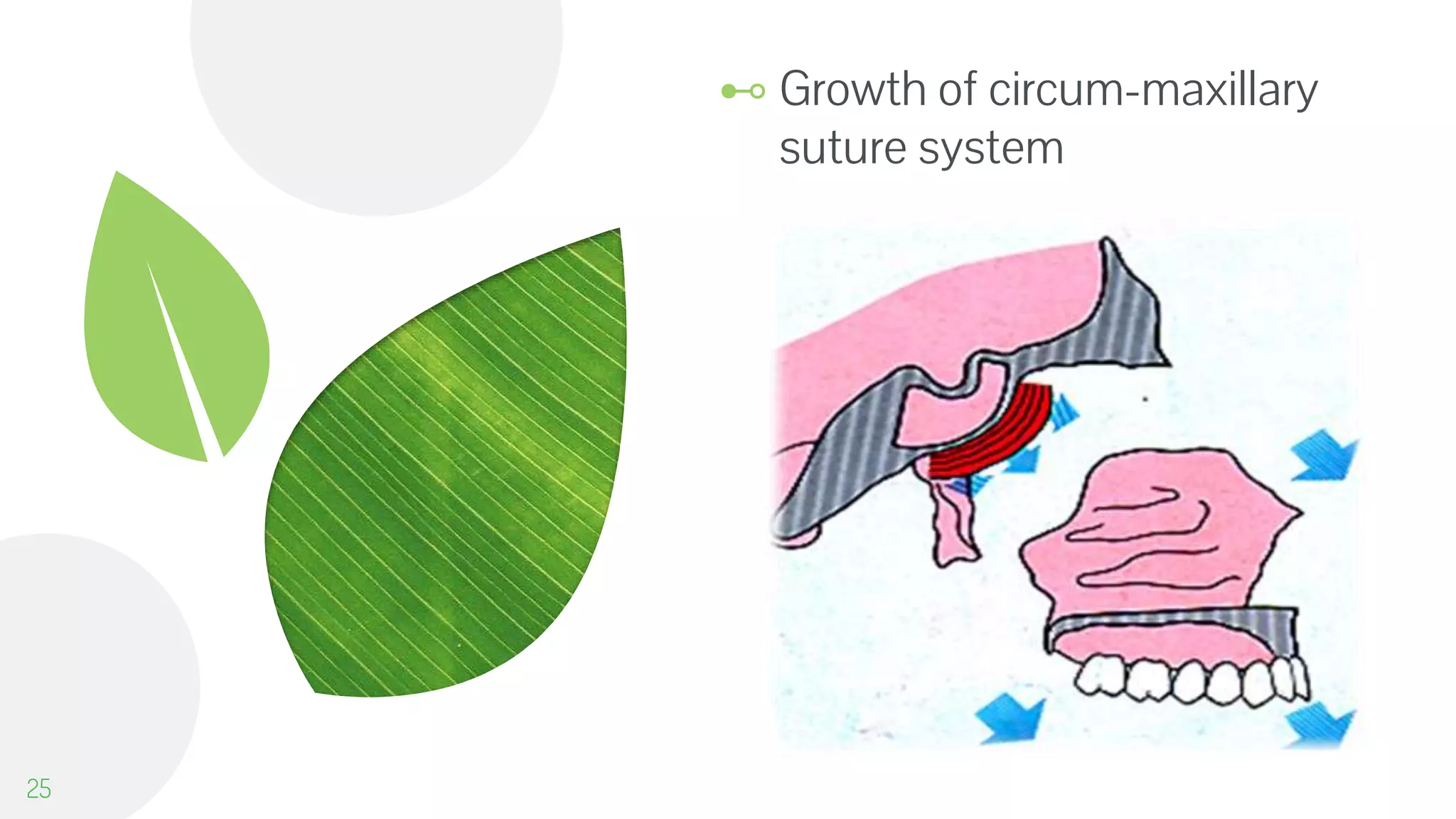 ⊷ Growth of circum-maxillary
suture system
25
 