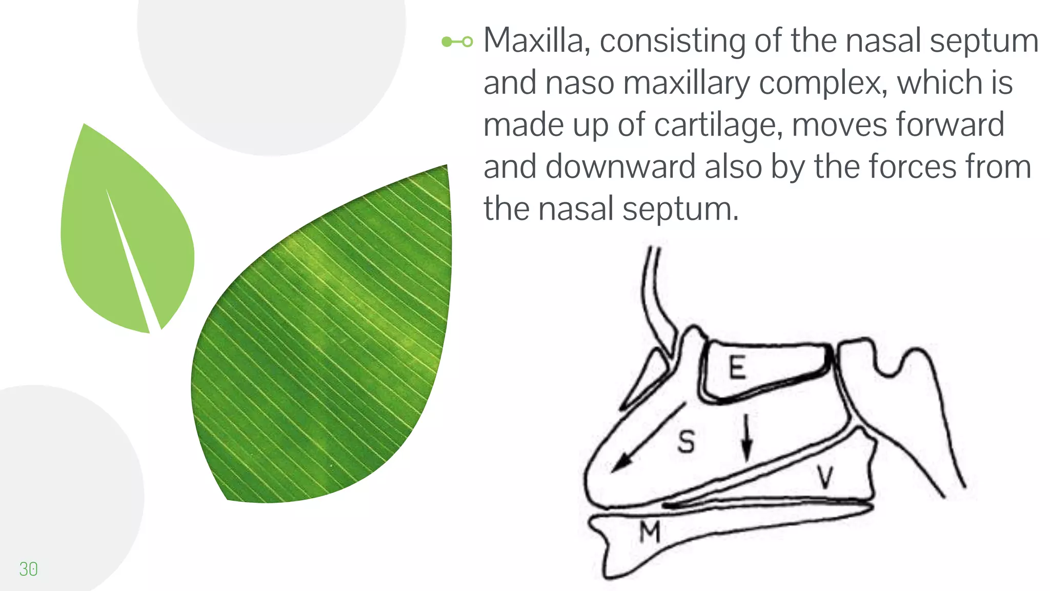 ⊷ Maxilla, consisting of the nasal septum
and naso maxillary complex, which is
made up of cartilage, moves forward
and downward also by the forces from
the nasal septum.
30
 