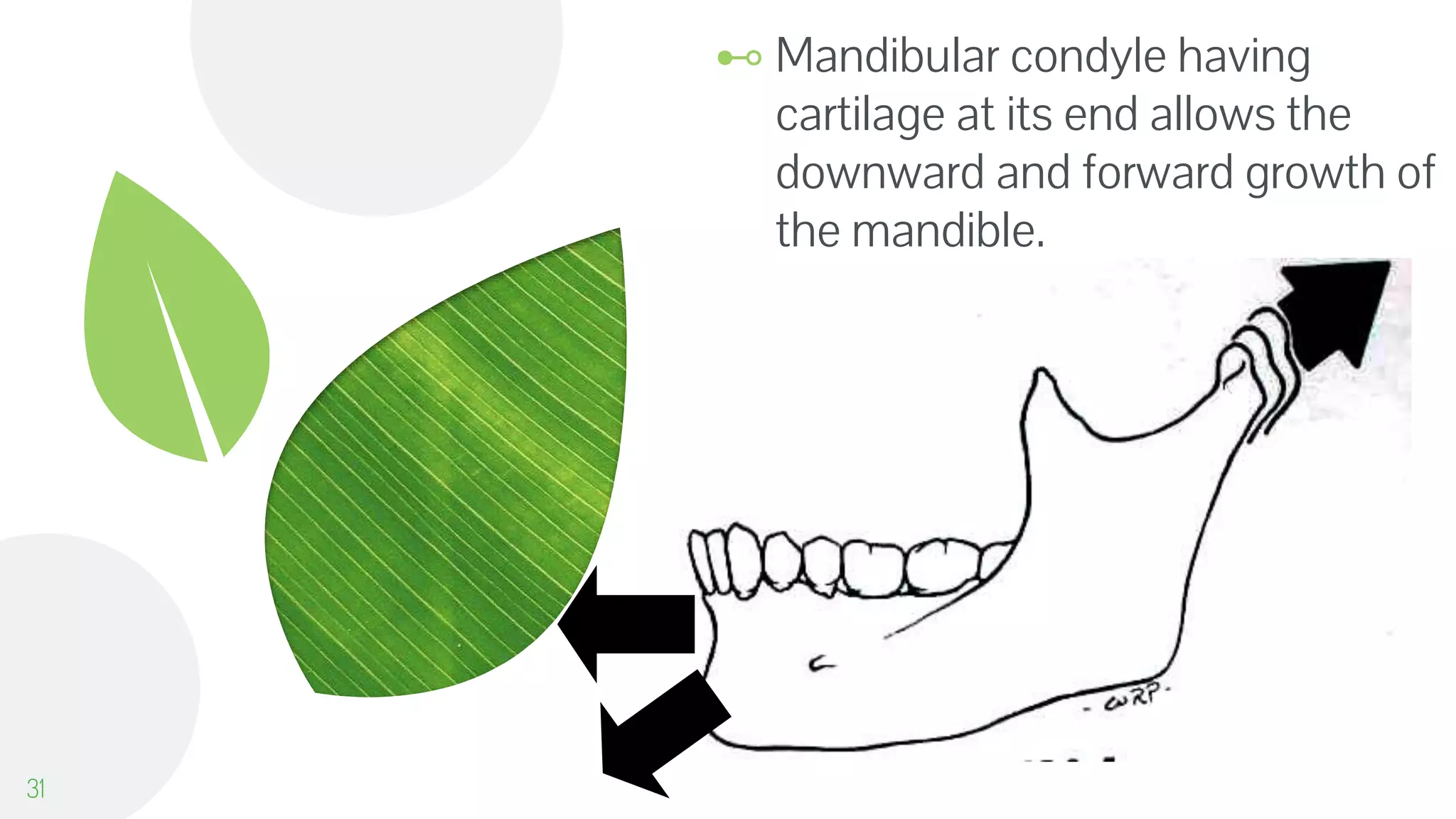 ⊷ Mandibular condyle having
cartilage at its end allows the
downward and forward growth of
the mandible.
31
 