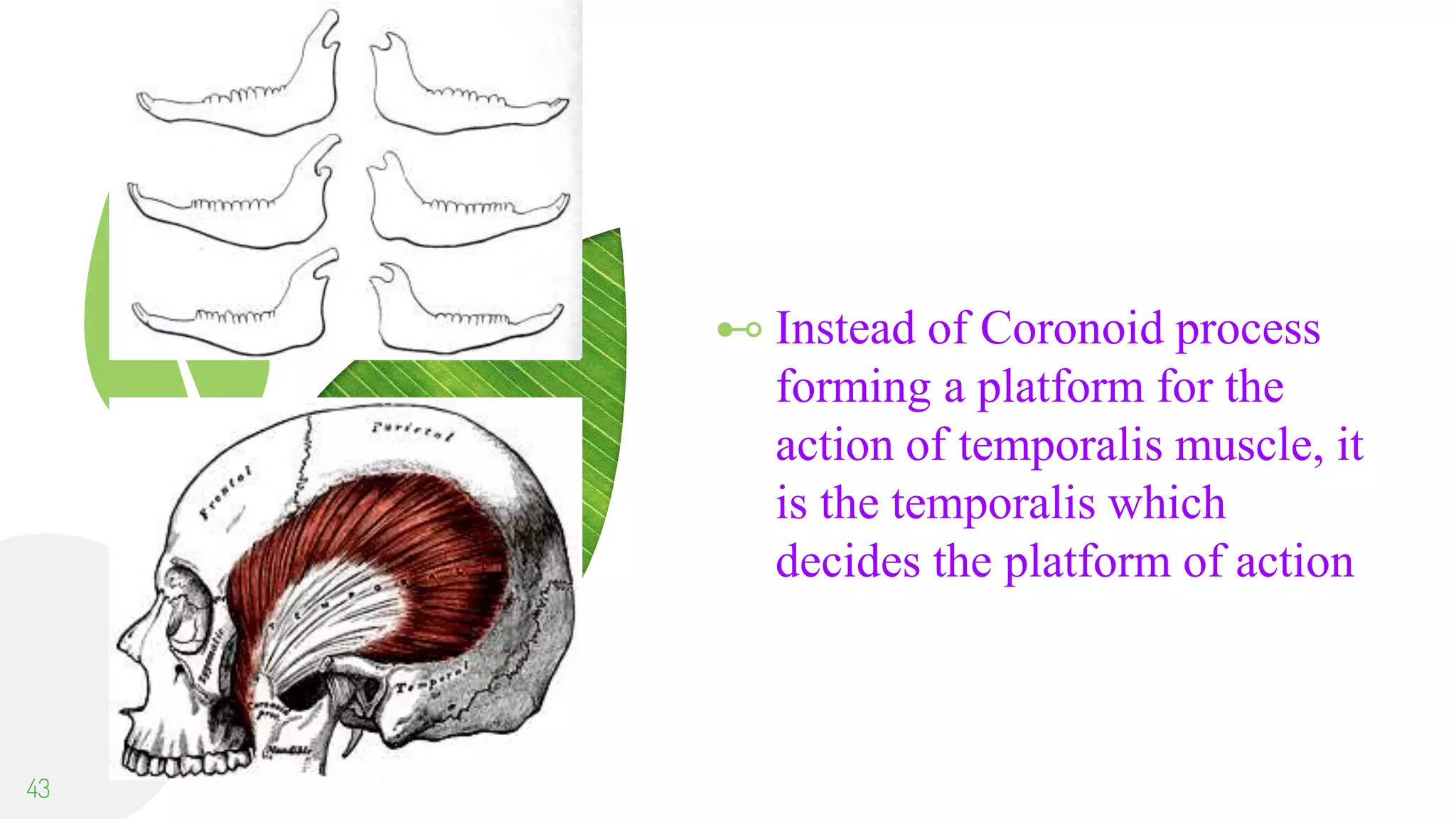 ⊷ Instead of Coronoid process
forming a platform for the
action of temporalis muscle, it
is the temporalis which
decides the platform of action
43
 