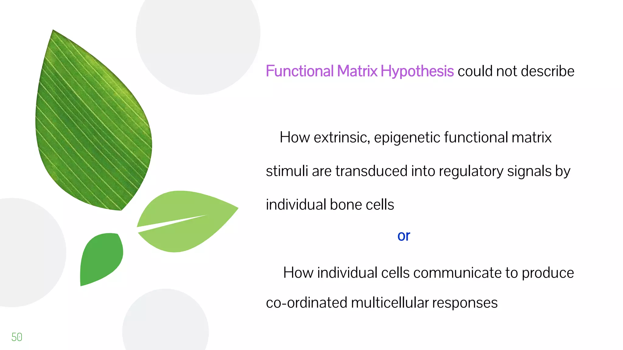 50
Functional Matrix Hypothesis could not describe
How extrinsic, epigenetic functional matrix
stimuli are transduced into regulatory signals by
individual bone cells
or
How individual cells communicate to produce
co-ordinated multicellular responses
 