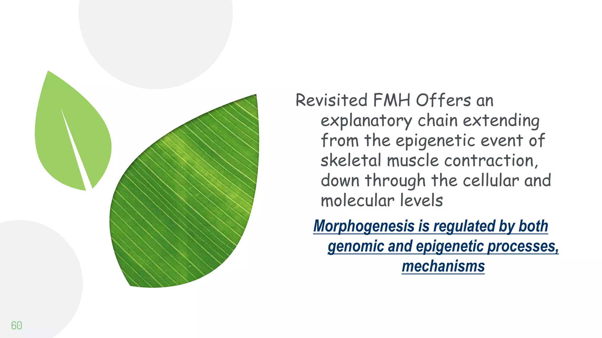 Revisited FMH Offers an
explanatory chain extending
from the epigenetic event of
skeletal muscle contraction,
down through the cellular and
molecular levels
Morphogenesis is regulated by both
genomic and epigenetic processes,
mechanisms
60
 