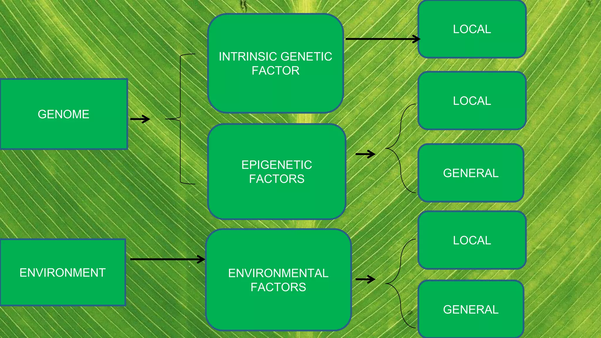 GENOME
ENVIRONMENT
INTRINSIC GENETIC
FACTOR
EPIGENETIC
FACTORS
LOCAL
ENVIRONMENTAL
FACTORS
GENERAL
LOCAL
LOCAL
GENERAL
 