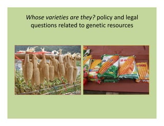 Eulogy for Chusa Ginés, CIAT Cali, May 12, 2010