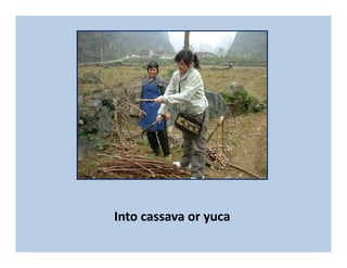 Eulogy for Chusa Ginés, CIAT Cali, May 12, 2010