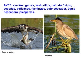AVES: carráns, garzas, avetorillos, pato de Exipto,
cegoñas, pelícanos, flamingos, bufo pescador, águia
pescadora, picapeixes...
Avetorillo
Águia pescadora
 