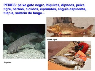 PEIXES: peixe gato negro, biquires, dipnoos, peixe
tigre, barbos, cíclidos, ciprínidos, anguía espiñenta,
tilapia, saltarín do fango...
Dipnoo
Peixe tigre
 