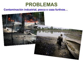 Contaminación industrial, pesca e caza furtivas…
PROBLEMAS
 