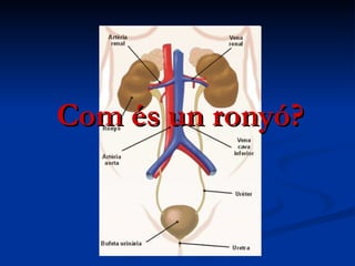 Com és un ronyó? 