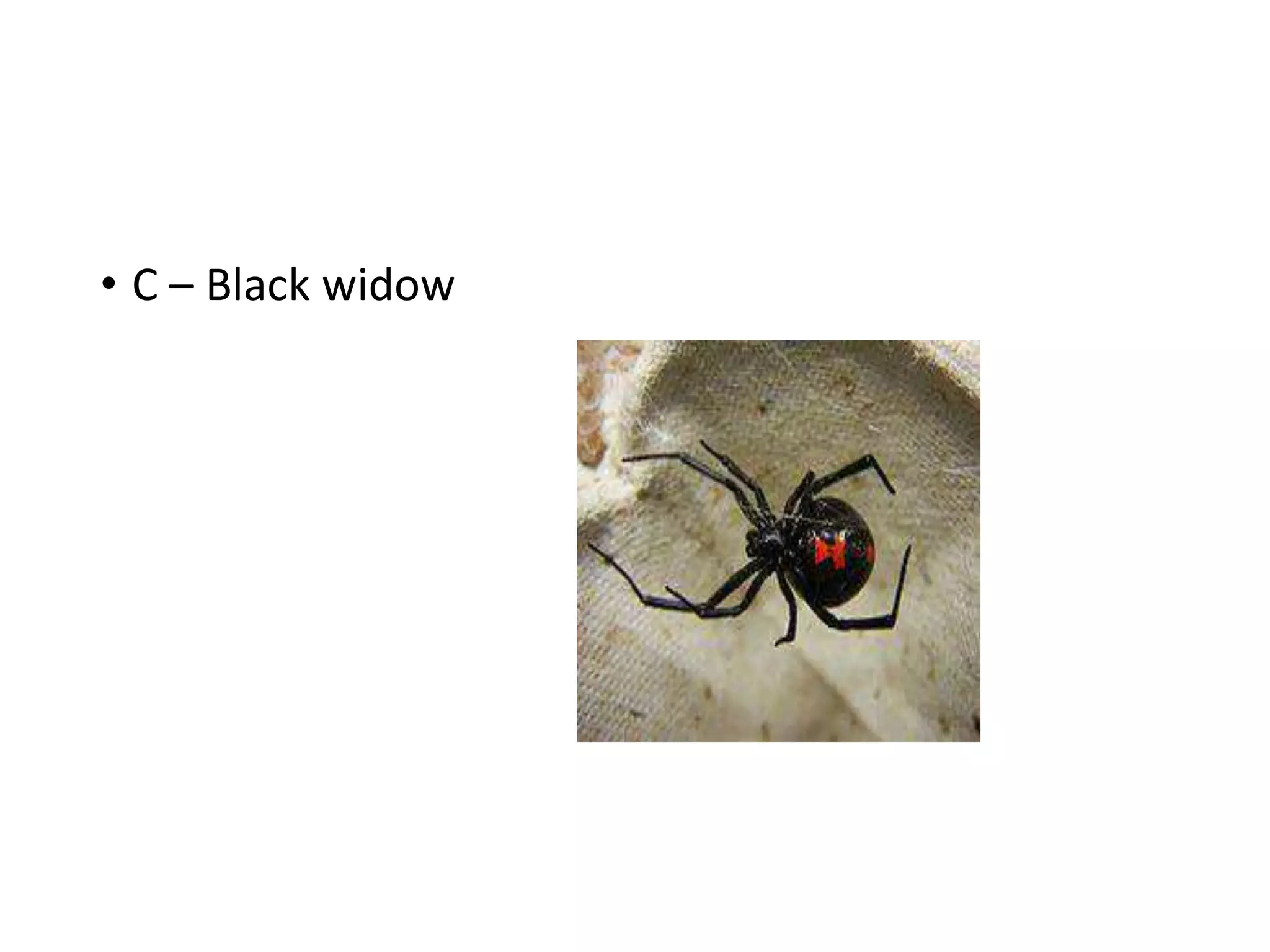 • C – Black widow
 
