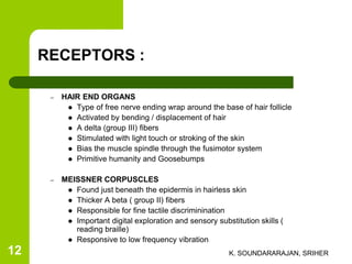 RECEPTORS :
– HAIR END ORGANS
 Type of free nerve ending wrap around the base of hair follicle
 Activated by bending / displacement of hair
 A delta (group III) fibers
 Stimulated with light touch or stroking of the skin
 Bias the muscle spindle through the fusimotor system
 Primitive humanity and Goosebumps
– MEISSNER CORPUSCLES
 Found just beneath the epidermis in hairless skin
 Thicker A beta ( group II) fibers
 Responsible for fine tactile discriminination
 Important digital exploration and sensory substitution skills (
reading braille)
 Responsive to low frequency vibration
K. SOUNDARARAJAN, SRIHER12
 