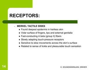 RECEPTORS:
– MERKEL TACTILE DISKS
 Found deepest epidermis in hairless skin
 Volar surface of fingers, lips and external genitalia
 Fast-conducting A beta (group II) fibers
 Slowly adapting touch-pressure receptors
 Sensitive to slow movements across the skin’s surface
 Related to sense of tickle and pleasurable touch sensation
K. SOUNDARARAJAN, SRIHER14
 