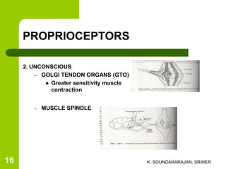 PROPRIOCEPTORS
2. UNCONSCIOUS
– GOLGI TENDON ORGANS (GTO)
 Greater sensitivity muscle
contraction
– MUSCLE SPINDLE
K. SOUNDARARAJAN, SRIHER16
 
