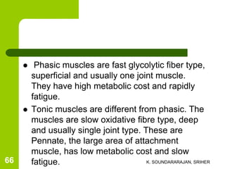  Phasic muscles are fast glycolytic fiber type,
superficial and usually one joint muscle.
They have high metabolic cost and rapidly
fatigue.
 Tonic muscles are different from phasic. The
muscles are slow oxidative fibre type, deep
and usually single joint type. These are
Pennate, the large area of attachment
muscle, has low metabolic cost and slow
fatigue. K. SOUNDARARAJAN, SRIHER66
 
