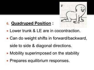 6. Quadruped Position :
 Lower trunk & LE are in cocontraction.
 Can do weight shifts in forward/backward,
side to side & diagonal directions.
 Mobility superimposed on the stability
 Prepares equilibrium responses.
 