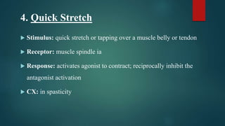 4. Quick Stretch
 Stimulus: quick stretch or tapping over a muscle belly or tendon
 Receptor: muscle spindle ia
 Response: activates agonist to contract; reciprocally inhibit the
antagonist activation
 CX: in spasticity
 