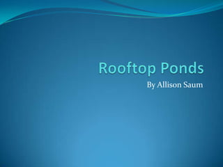 Rooftop Ponds By Allison Saum 