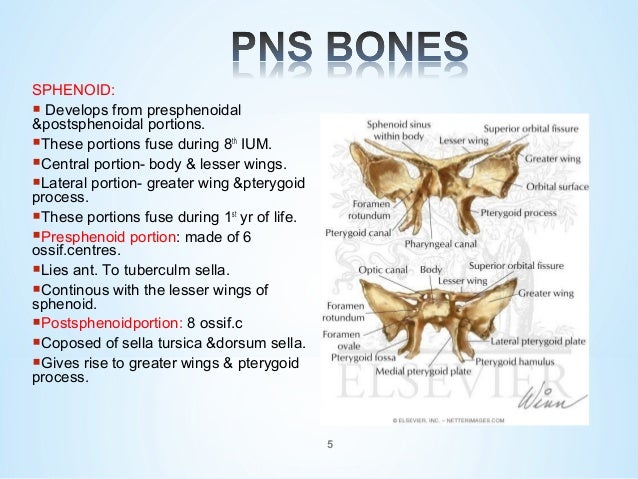 Pns Anatomy