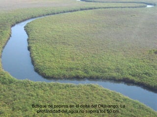 Bosque de papiros en el delta del Okavango. La profundidad del agua no supera los 50 cm . 
