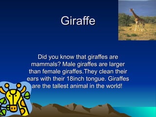 Giraffe Did you know that giraffes are mammals? Male giraffes are larger than female giraffes.They clean their ears with their 18inch tongue. Giraffes are the tallest animal in the world!  