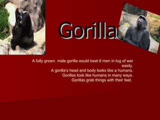 Gorilla A fully grown  male gorilla would beat 6 men in tug of war easily. A gorilla’s head and body looks like a humans. Gorillas look like humans in many ways. Gorillas grab things with their feet.  