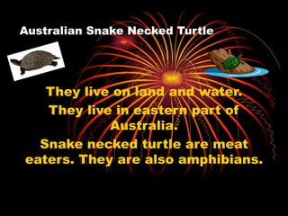 Australian Snake Necked Turtle They live on land and water. They live in eastern part of Australia. Snake necked turtle are meat eaters. They are also amphibians. 