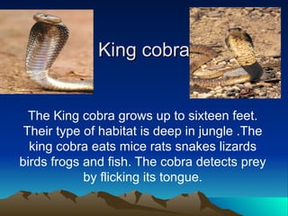 King cobra The King cobra grows up to sixteen feet. Their type of habitat is deep in jungle .The king cobra eats mice rats snakes lizards birds frogs and fish. The cobra detects prey by flicking its tongue. 