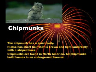 Chipmunks The chipmunk has a small body.  It also has short hair that is brown and light underbelly with a striped back.  Chipmunks are found in North America. All chipmunks build homes in an underground burrow. 
