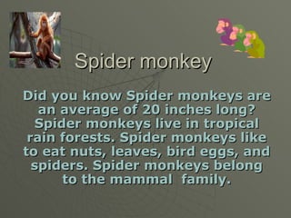 Spider monkey Did you know Spider monkeys are an average of 20 inches long? Spider monkeys live in tropical rain forests. Spider monkeys like to eat nuts, leaves, bird eggs, and spiders. Spider monkeys belong to the mammal  family. 