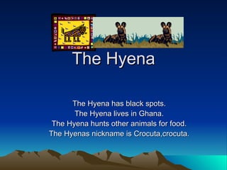 The Hyena The Hyena has black spots. The Hyena lives in Ghana. The Hyena hunts other animals for food. The Hyenas nickname is Crocuta,crocuta. 