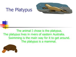 The Platypus The animal I chose is the platypus. The platypus lives in rivers of eastern Australia. Swimming is the main way for it to get around. The platypus is a mammal.   